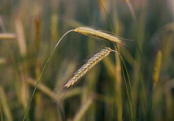 the corn bread at rye field