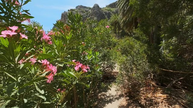 Walking in the palm forest. Crete island, Greece