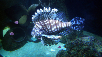 One scorpion dangerous fish swimming full lenght in aquarium with amphora in the surrounding and purple aquarium snail glued on glass. Nice luminosity inside the water. 16x9 photography