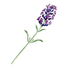 Naklejka premium Violet lavender floral botanical flower. Watercolor background illustration set. Isolated lavender illustration element.
