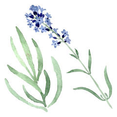 Violet lavender floral botanical flower. Watercolor background illustration set. Isolated lavender illustration element.