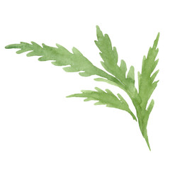 Green poppy bud floral botanical flowers. Watercolor background illustration set. Isolated poppies illustration element.