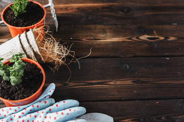  Collection of various house plants, gardening gloves, potting soil and trowel on white wooden background. Potting house plants background.