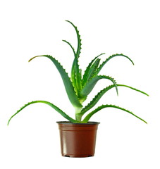 Aloe Vera in pots isolated on White Background. Aloe vera tree have medicinal properties. Green aloe vera plant.