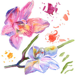 Obraz na płótnie Canvas Orchid floral botanical flowers. Watercolor background illustration set. Isolated orchids illustration element.