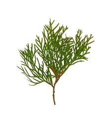 Branch of thuja tree, isolated. Foliage of Japanese Thuja tree, isolated on pure white background. Copy-space.