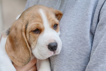 small cute beagle puppy dog.