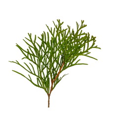 Branch of thuja tree, isolated. Foliage of Japanese Thuja tree, isolated on pure white background. Copy-space.