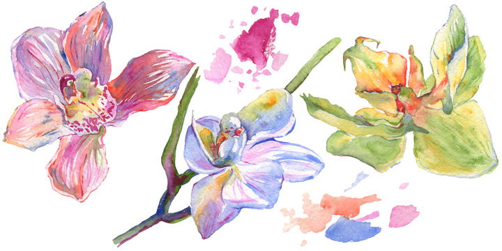 Orchid floral botanical flowers. Watercolor background illustration set. Isolated orchids illustration element.