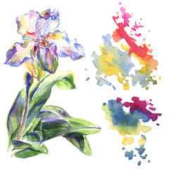 Orchid floral botanical flowers. Watercolor background illustration set. Isolated pattern illustration element.