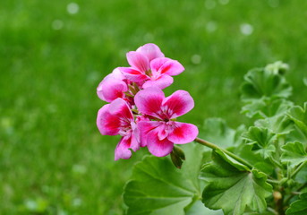 Pink Geranium Pelargonium Flowers in the garden.