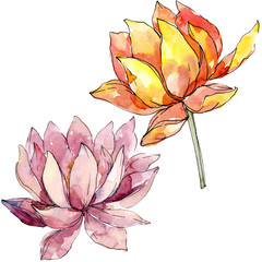 Lotus floral botanical flowers. background illustration set. Isolated nelumbo illustration element. - obrazy, fototapety, plakaty