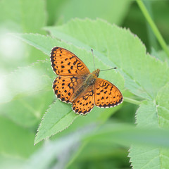 Brenthis ino, known as the lesser marbled fritillary, a butterfly of the family Nymphalidae