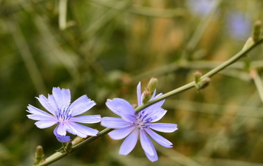 Chicory ordinary (lat. Chicory common) 