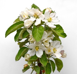 Detail of branch Apple tree at spring time. Branch with blossoms isolated on white 