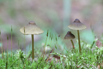 Olive edge bonnet,  Mycena viridimarginata, wild mushroom from Finland