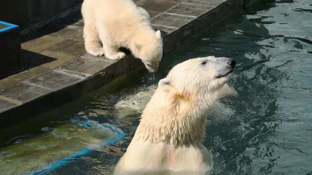 Polar bear with cubs playing in water