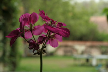pink flower