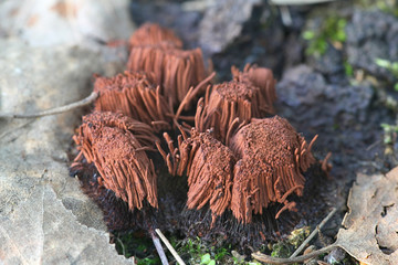 Stemonitis axifera, commonly known as the chocolate tube slime mold