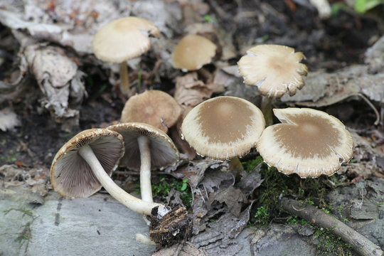 Psathyrella candolleana, known as pale brittlestem mushroom or common psathyrella