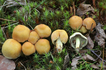 Hypholoma capnoides, known as Conifer Tuft mushroom, a wild edible mushroom from Finland