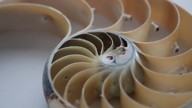 shell nautilus pearl Fibonacci sequence symmetry cross section spiral structure golden ratio background mollusk (nautilus pompilius) copy space half split stock, footage folm clip video 