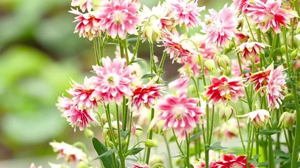 Aquilegia flower blooming