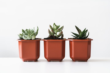 Obraz premium Group of succulent plants in small brown plastic pots indoors