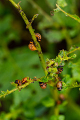 The larvae of Colorado beetle devours the potato tops