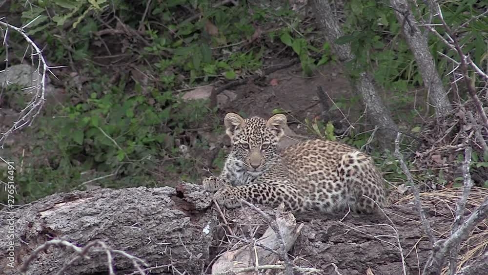 Poster a leopard cub patiently waits on a fallen log for it's mother to return