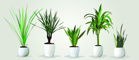 Fototapeta na wymiar Vector set of realistic green houseplants in white pots on white blackground. Five different plants in different pots.