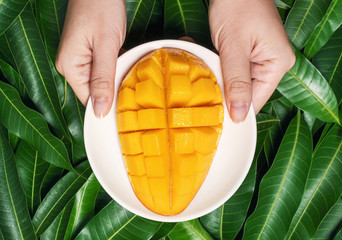 Woman hold chopped fresh juicy beautiful mango over green leaves background. Tropical harvest...