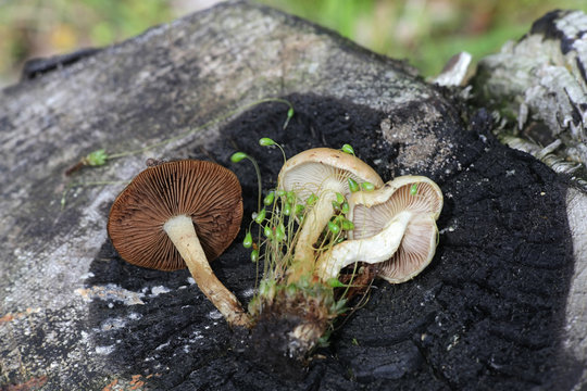 Pholiota highlandensis, known as the bonfire scalycap, and  Funaria hygrometrica, known as the bonfire moss, pioneer species of burned ground and forest fire areas