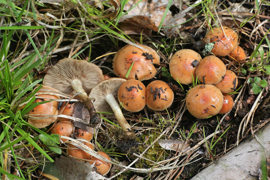 Pholiota highlandensis, known as the bonfire scalycap, and  Funaria hygrometrica, known as the bonfire moss, pioneer species of burned ground and forest fire areas