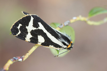 Parasemia plantaginis, known as the wood tiger, a moth of the family Erebidae