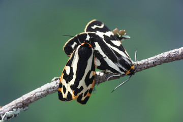 Parasemia plantaginis, known as the wood tiger, a moth of the family Erebidae