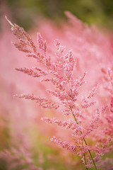 Dry gentle ears of grass of lilac color on a summer meadow. Close-up. Soft selective focus.