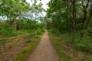 Obraz premium Wanderweg im Wald