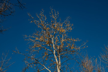 trees with yellow and golden foliage against a blue sky on a sunny day in the deciduous forest.
