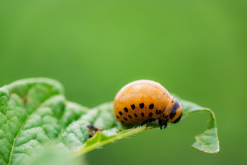 The larvae of Colorado beetle devours the potato tops