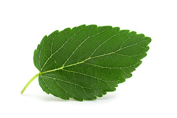 Mulberry leaf closeup