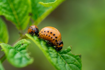 The larvae of Colorado beetle devours the potato tops