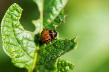 The larvae of Colorado beetle devours the potato tops