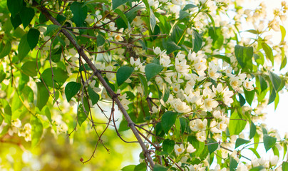 close up of jasmine flowers in a garden