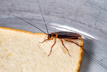 cockroach on a slice of bread