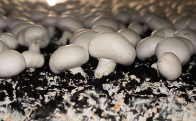 Selective focus of White button mushroom (Agaricus bisporus) on the harvesting farmland, image in...