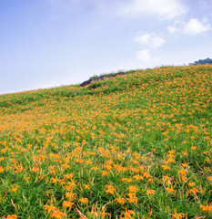 Beautiful orange daylily flower farm on Liushidan mountain (Sixty Rock Mountain) with blue sky and cloud in Taiwan Hualien Fuli, close up, copy space