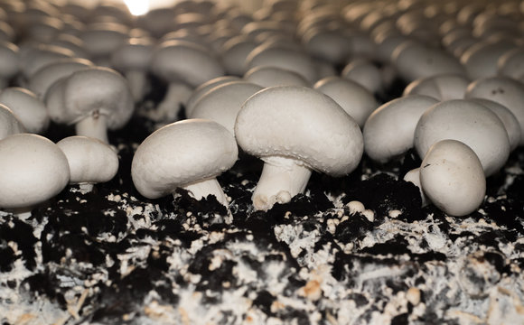 Selective focus of White button mushroom (Agaricus bisporus) on the harvesting farmland, image in close up.
