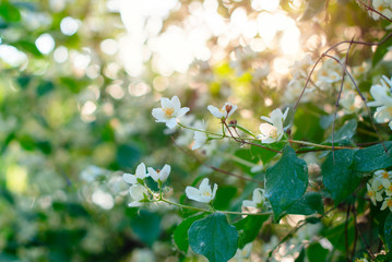 close up of jasmine flowers in a garden