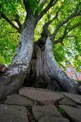 Old tree whose trunk is torn open like a wound, but which can not harm him.